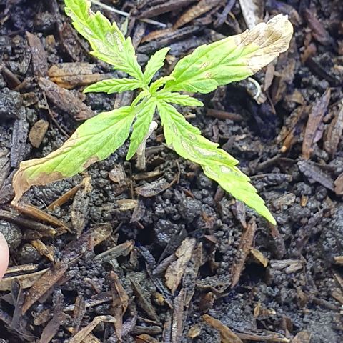 Genética desconocida growlog photo: La plántula presenta clorosis avanzada Se notan unas manchas de color café en el lomo de la hoja y en las puntas los cotiledones se han caído muy rápido la planta parece que se estanco. Aparentemente la clorosis avanzada es producto del uso de un agua con exceso de cloro lo cual aumentó las sales del sustrato