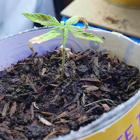 Genética desconocida growlog photo: La plántula presenta clorosis avanzada Se notan unas manchas de color café en el lomo de la hoja y en las puntas los cotiledones se han caído muy rápido la planta parece que se estanco. Aparentemente la clorosis avanzada es producto del uso de un agua con exceso de cloro lo cual aumentó las sales del sustrato