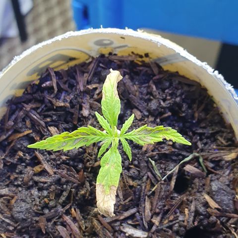 Genética desconocida growlog photo: La plántula presenta clorosis avanzada Se notan unas manchas de color café en el lomo de la hoja y en las puntas los cotiledones se han caído muy rápido la planta parece que se estanco. Aparentemente la clorosis avanzada es producto del uso de un agua con exceso de cloro lo cual aumentó las sales del sustrato