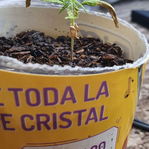 Genética desconocida growlog timeline photo