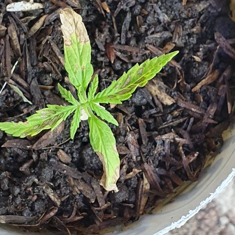 Genética desconocida growlog photo: No sé qué vaya a ocurrir con esta plántulas fue expuesta un pequeño lavado de raíces tiene un actor osis avanzada con un detenimiento su crecimiento se espera que con el lavado de Raíces y posible cambio de sustrato mejore