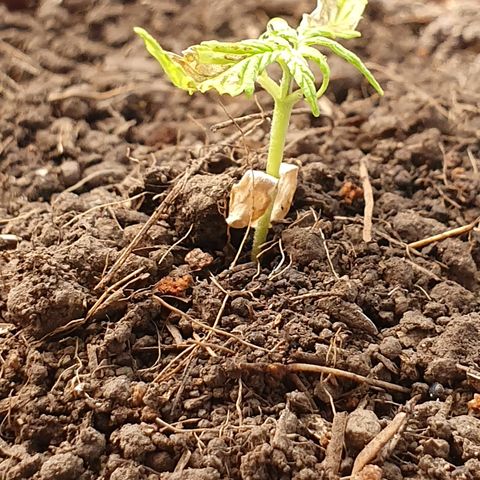 Genética desconocida growlog photo: Aunque ha sido trasplantada aún denota una clorosis avanzada y un estrés desde plántula.  Posiblemente muera