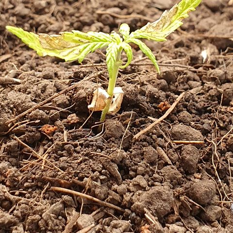 Genética desconocida growlog photo: Aunque ha sido trasplantada aún denota una clorosis avanzada y un estrés desde plántula.  Posiblemente muera