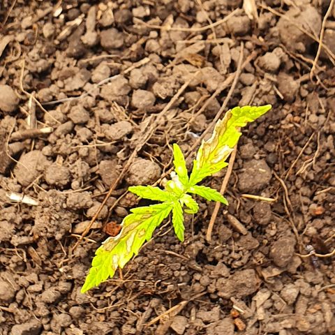 Genética desconocida growlog photo: Aunque ha sido trasplantada aún denota una clorosis avanzada y un estrés desde plántula.  Posiblemente muera