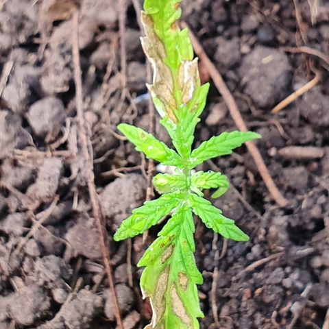 Genética desconocida growlog photo: Aunque ha sido trasplantada aún denota una clorosis avanzada y un estrés desde plántula.  Posiblemente muera