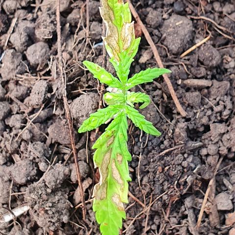 Genética desconocida growlog photo: Aunque ha sido trasplantada aún denota una clorosis avanzada y un estrés desde plántula.  Posiblemente muera