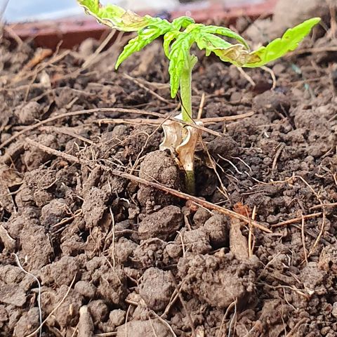 Genética desconocida growlog photo: Aunque ha sido trasplantada aún denota una clorosis avanzada y un estrés desde plántula.  Posiblemente muera