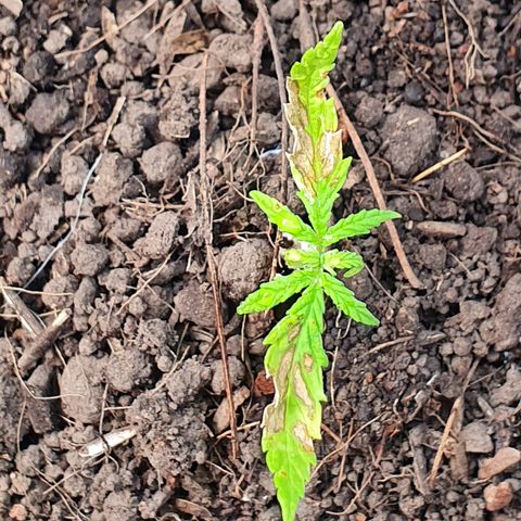 Genética desconocida growlog photo: Aunque ha sido trasplantada aún denota una clorosis avanzada y un estrés desde plántula.  Posiblemente muera