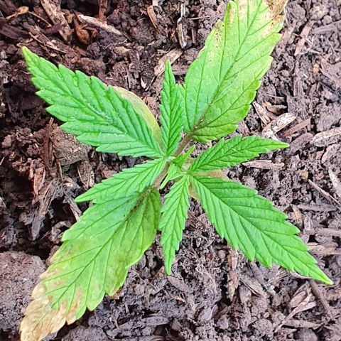 Genética desconocida growlog photo: Hay un cambio sustancial en cuánto a MiLeiddy el vigor que tiene gracias al sustrato rico en compostaje. Parece ser que la clorosis se detuvo 