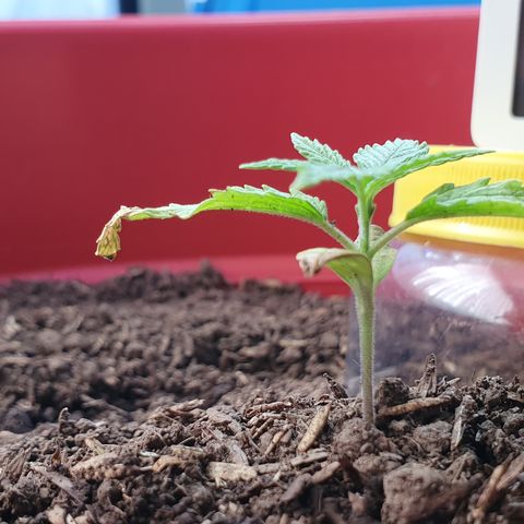 Genética desconocida growlog photo: Hay un cambio sustancial en cuánto a MiLeiddy el vigor que tiene gracias al sustrato rico en compostaje. Parece ser que la clorosis se detuvo 