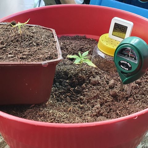 Genética desconocida growlog photo: Hay un cambio sustancial en cuánto a MiLeiddy el vigor que tiene gracias al sustrato rico en compostaje. Parece ser que la clorosis se detuvo 