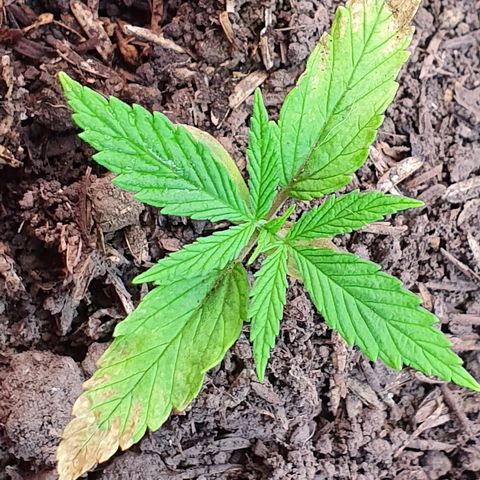 Genética desconocida growlog photo: Hay un cambio sustancial en cuánto a MiLeiddy el vigor que tiene gracias al sustrato rico en compostaje. Parece ser que la clorosis se detuvo 
