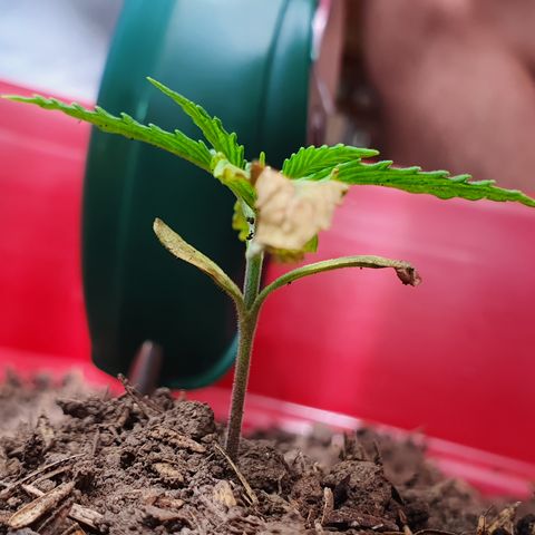 Genética desconocida growlog photo: Hay un cambio sustancial en cuánto a MiLeiddy el vigor que tiene gracias al sustrato rico en compostaje. Parece ser que la clorosis se detuvo 