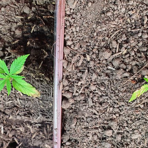 Genética desconocida growlog photo: Hay un cambio sustancial en cuánto a MiLeiddy el vigor que tiene gracias al sustrato rico en compostaje. Parece ser que la clorosis se detuvo 