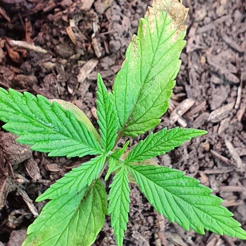 Genética desconocida growlog photo: Hay un cambio sustancial en cuánto a MiLeiddy el vigor que tiene gracias al sustrato rico en compostaje. Parece ser que la clorosis se detuvo 