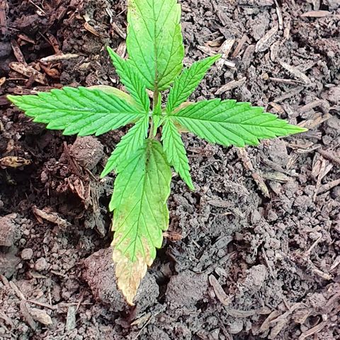 Genética desconocida growlog photo: Hay un cambio sustancial en cuánto a MiLeiddy el vigor que tiene gracias al sustrato rico en compostaje. Parece ser que la clorosis se detuvo 