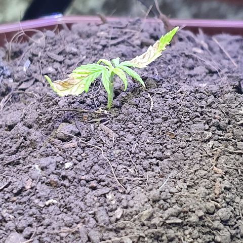 Genética desconocida growlog photo: Luego se la clorosis no muestra mejoría aparente, solo se mantiene con vida