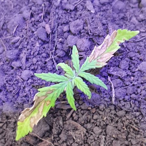 Genética desconocida growlog photo: Luego se la clorosis no muestra mejoría aparente, solo se mantiene con vida