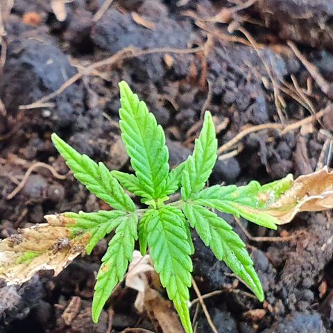 Genética desconocida growlog photo: A pesar de sus limitaciones y quemaduras está reaccionando de manera favorable. Tiene un tamaño muy pequeño 