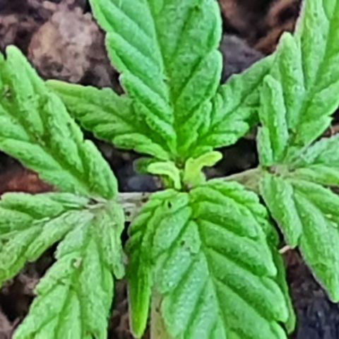 Genética desconocida growlog photo: A pesar de sus limitaciones y quemaduras está reaccionando de manera favorable. Tiene un tamaño muy pequeño 