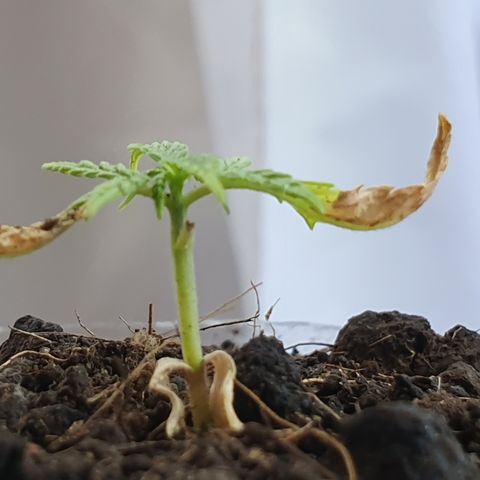 Genética desconocida growlog photo: A pesar de sus limitaciones y quemaduras está reaccionando de manera favorable. Tiene un tamaño muy pequeño 
