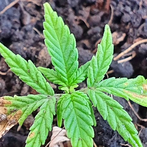 Genética desconocida growlog photo: A pesar de sus limitaciones y quemaduras está reaccionando de manera favorable. Tiene un tamaño muy pequeño 
