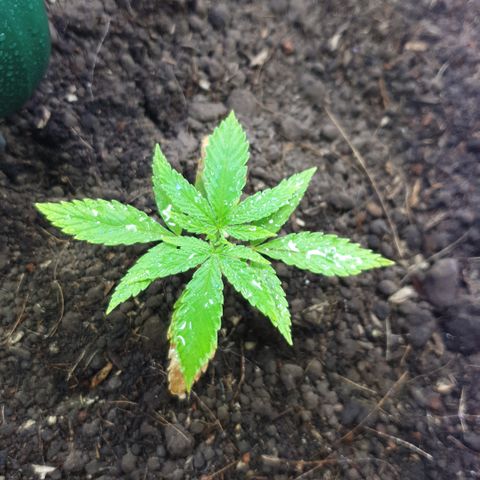 Genética desconocida growlog photo: Va mostrando progreso vegetativo  por las hojas que se están ensanchando 