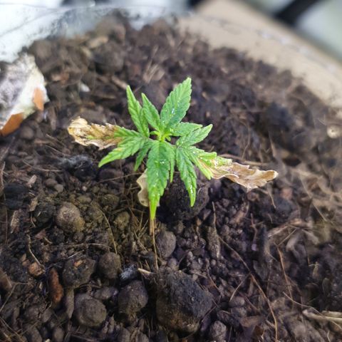 Genética desconocida growlog photo: Hay un aumento en el tamaño  en las hojas parece ser que necesita riego