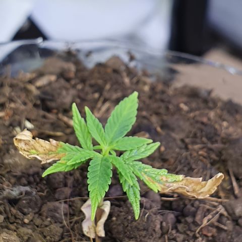 Genética desconocida growlog photo: Le están brotando hojas y está aumentando su tamaño 
