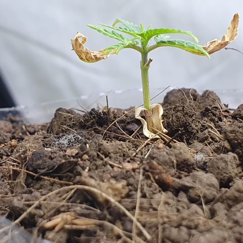 Genética desconocida growlog photo: Le están brotando hojas y está aumentando su tamaño 