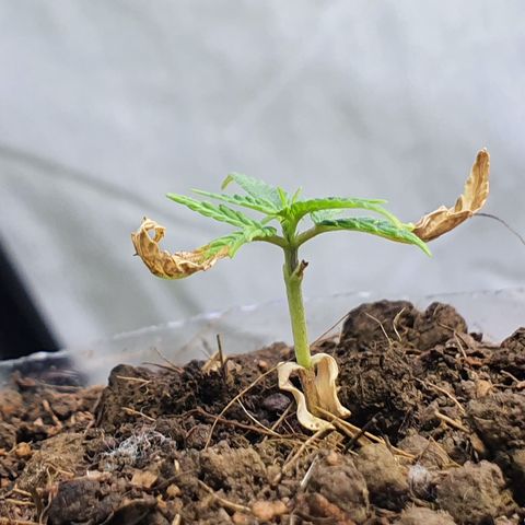 Genética desconocida growlog photo: Le están brotando hojas y está aumentando su tamaño 
