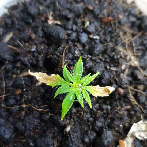 Genética desconocida growlog photo: Le están brotando hojas y está aumentando su tamaño 