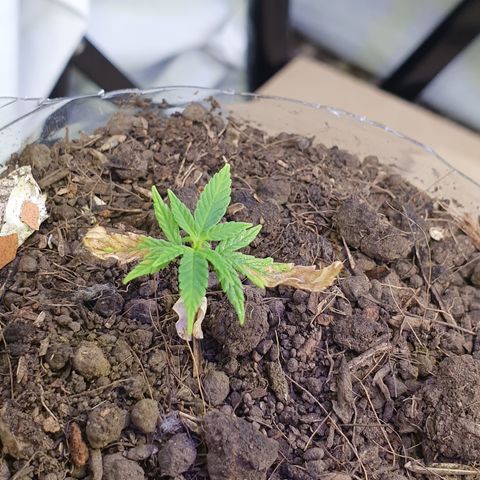 Genética desconocida growlog photo: Le están brotando hojas y está aumentando su tamaño 
