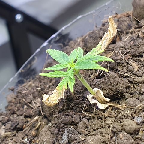 Genética desconocida growlog photo: Le están brotando hojas y está aumentando su tamaño 