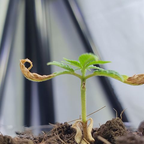 Genética desconocida growlog photo: Le están brotando hojas y está aumentando su tamaño 