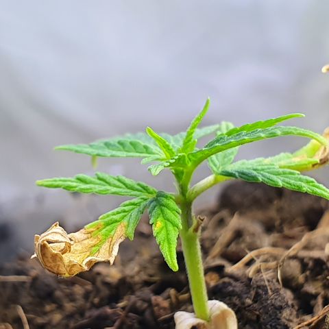 Genética desconocida growlog photo: Prácticamente es un volver de la muerte,  se ve un crecimiento de hojas nuevas y engrosamiento de tallo. 
