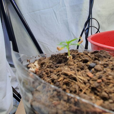 Genética desconocida growlog photo: Prácticamente es un volver de la muerte,  se ve un crecimiento de hojas nuevas y engrosamiento de tallo. 