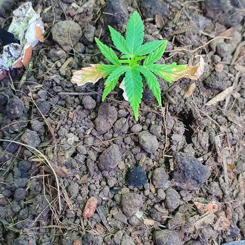 Genética desconocida growlog photo: Prácticamente es un volver de la muerte,  se ve un crecimiento de hojas nuevas y engrosamiento de tallo. 