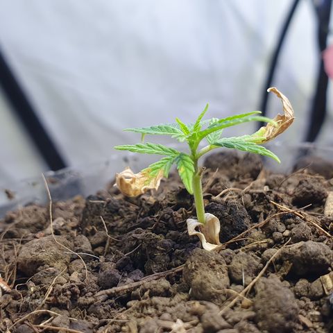 Genética desconocida growlog photo: Prácticamente es un volver de la muerte,  se ve un crecimiento de hojas nuevas y engrosamiento de tallo. 