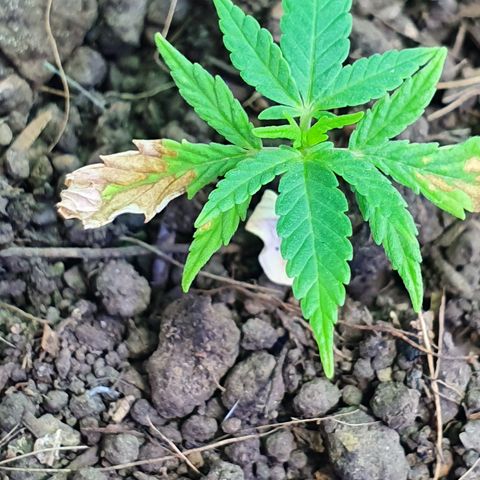 Genética desconocida growlog photo: Prácticamente es un volver de la muerte,  se ve un crecimiento de hojas nuevas y engrosamiento de tallo. 