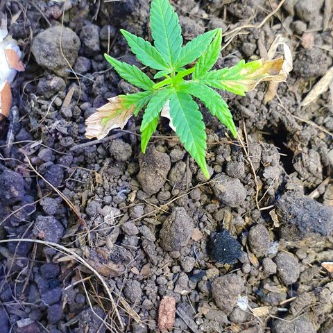 Genética desconocida growlog photo: Prácticamente es un volver de la muerte,  se ve un crecimiento de hojas nuevas y engrosamiento de tallo. 