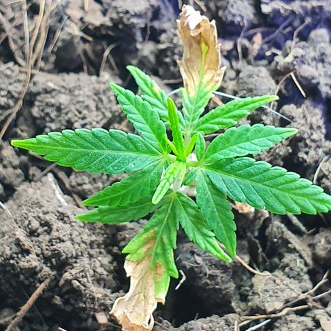 Genética desconocida growlog photo: Aunque tiene un tamaño muy reducido continúa su crecimiento de manera natural 
