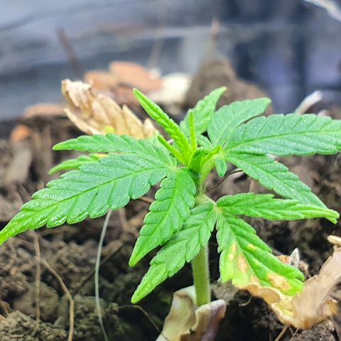Genética desconocida growlog photo: Aunque tiene un tamaño muy reducido continúa su crecimiento de manera natural 