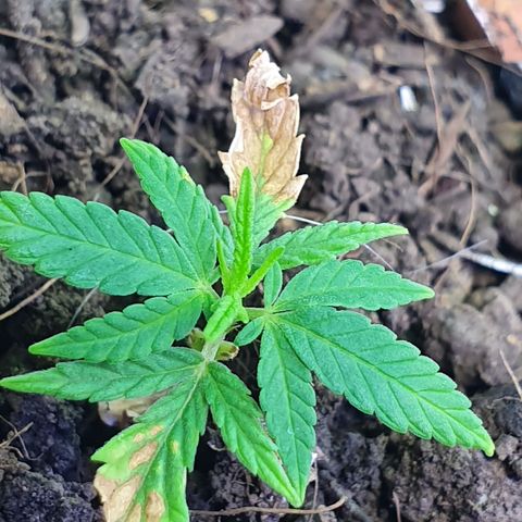 Genética desconocida growlog photo: Aunque tiene un tamaño muy reducido continúa su crecimiento de manera natural 