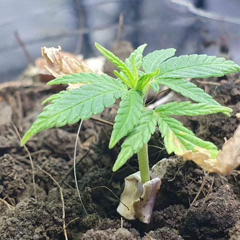Genética desconocida growlog photo: Aunque tiene un tamaño muy reducido continúa su crecimiento de manera natural 