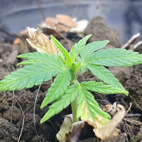 Genética desconocida growlog photo: Aunque tiene un tamaño muy reducido continúa su crecimiento de manera natural 