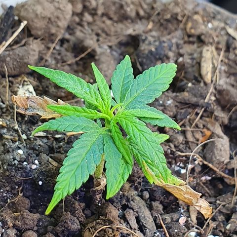 Genética desconocida growlog photo: A pesar de su tamaño van mejorando en tamaño la planta