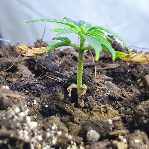 Genética desconocida growlog photo: A pesar de su tamaño van mejorando en tamaño la planta