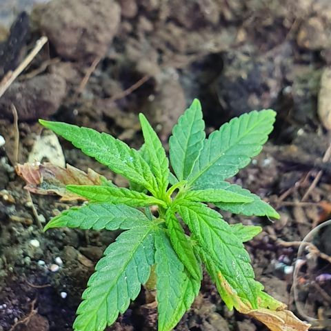 Genética desconocida growlog photo: A pesar de su tamaño van mejorando en tamaño la planta