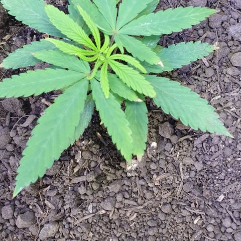 Genética desconocida growlog timeline photo